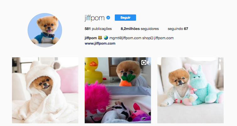 Pet influencer: quais são os animais mais conhecidos na web? - Magic Web Design