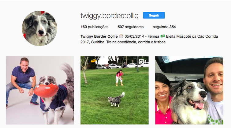 Pet influencer: quais são os animais mais conhecidos na web? - Magic Web Design